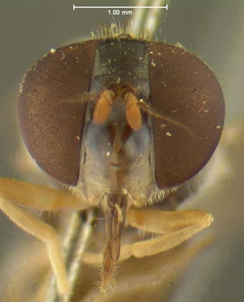 Media type: image;   Entomology 13110 Aspect: head frontal view